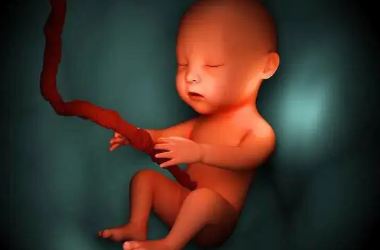 怀孕六个月男胎儿高清图片分享，带你感受生命奇迹！