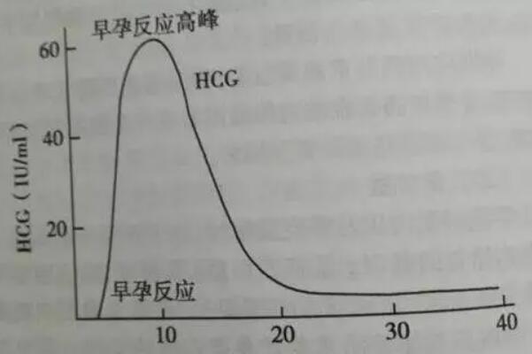 孕初期hcg会隔天翻倍