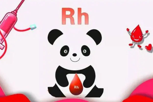 熊猫血是Rh阴性血型