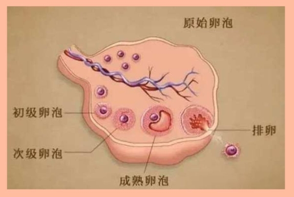 25×19mm的卵泡可以打促排针