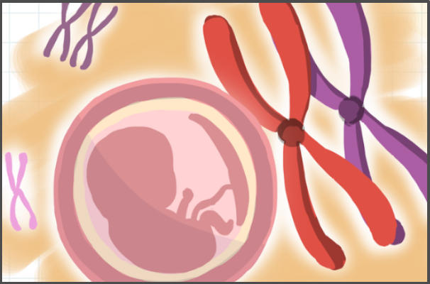 胚胎质量会影响试管的成功率
