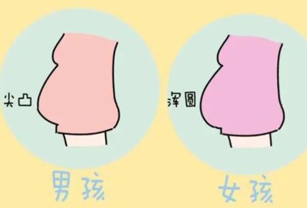 肚型看男女是民间说法