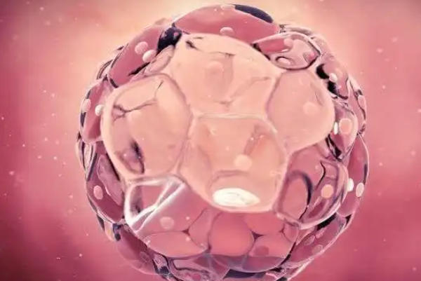 染色体异常会影响养囊的成功率