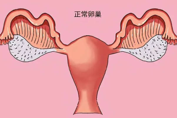 左右卵巢卵泡数量13个并不正常