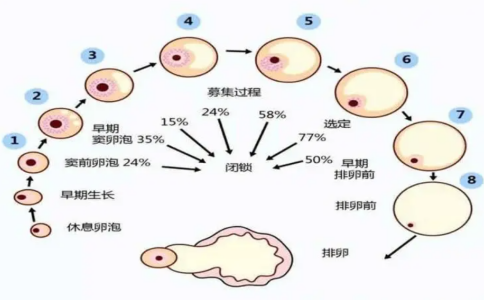 窦卵泡数量过少是卵巢功能衰退的表现，窦卵泡多少才算正常？