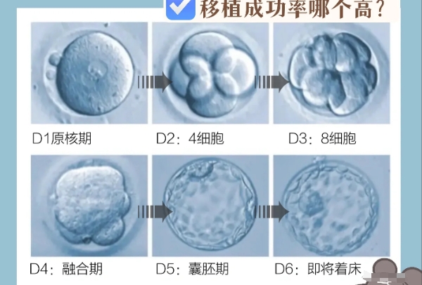 18个卵泡可以成功几个胚胎，好的实验环境能提高成功率