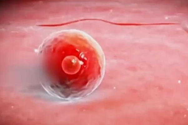 囊胚4bc移植成功率高吗？一文用种地理论给你讲透成功率