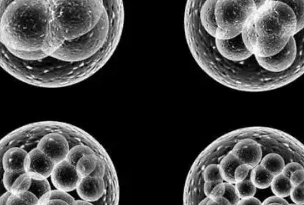 试管养囊和不养囊的核心区别解析，如何选择更适合的移植方案