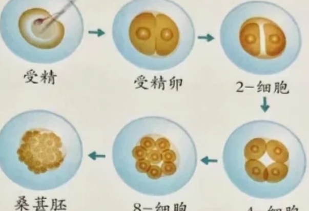 试管胚胎的质量会影响胚胎等级划分