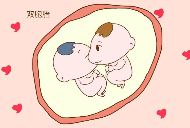 为什么高龄女性做三代试管不能移植两个胚胎怀双胞胎？