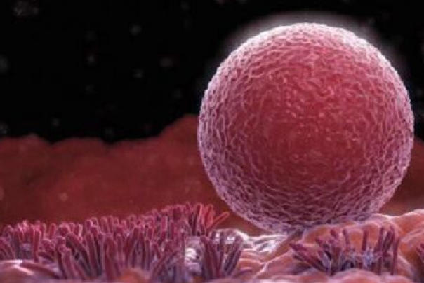 刚移植完走路会影响胚胎着床吗？一文全面解答注意事项