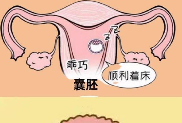 试管移植后有什么注意事项！这份保姆级护理指南快收好