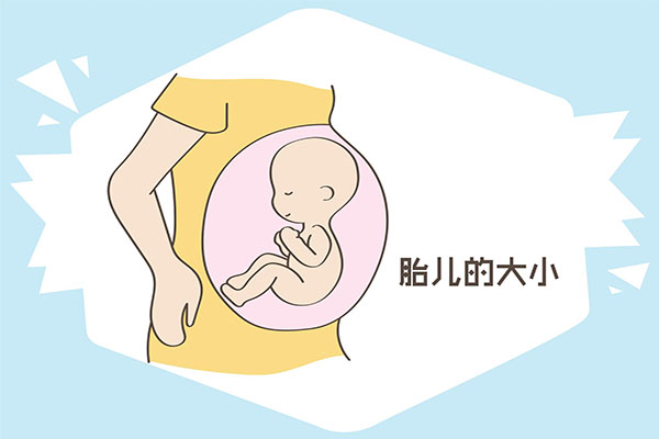 胎儿大小随着发育而变化