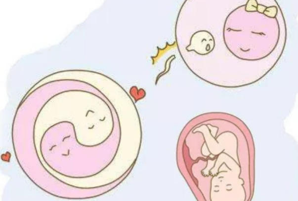 胚胎着床成功后口味可能会发生变化