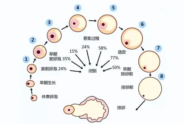 卵泡发育的起始是始基卵泡