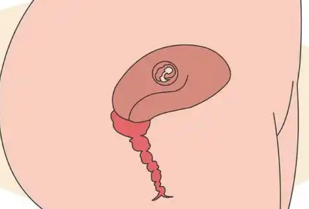 胚胎着床成功基础体温会升高