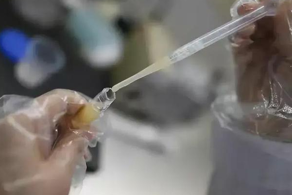 X精子和Y精子的形态相似