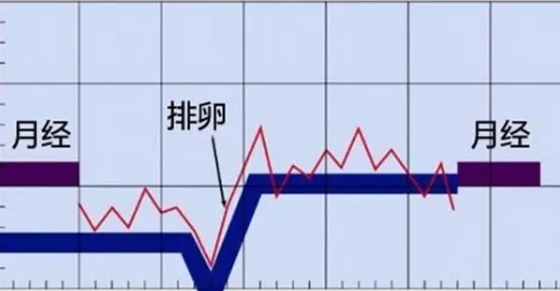 下次月经来临前14天为排卵日