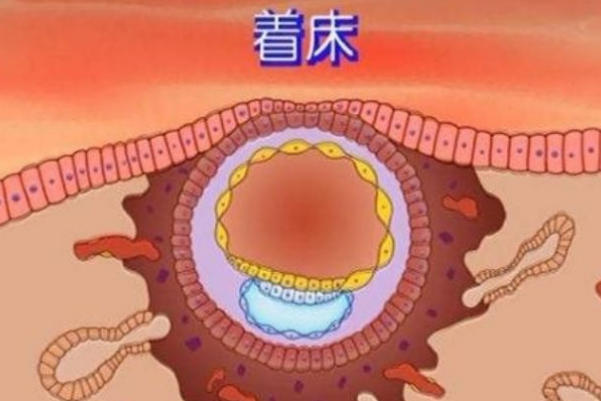 试管移植胚胎数量因人而异