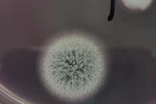 高温可以消灭霉菌