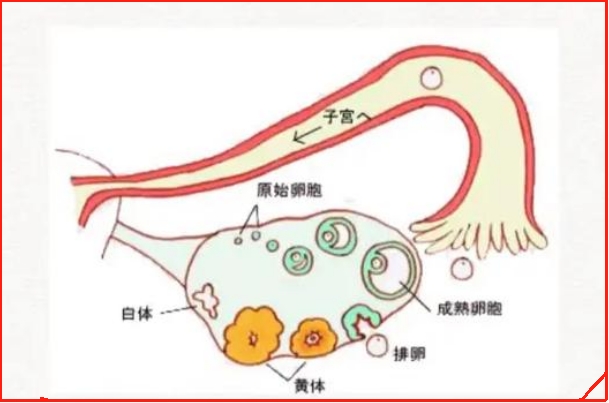 促排卵18mm就可以取卵了