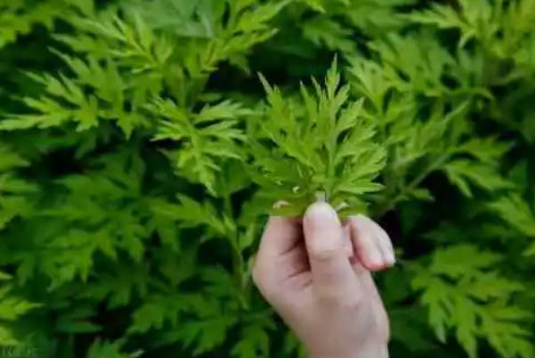 胚胎移植后吃艾草容易着床