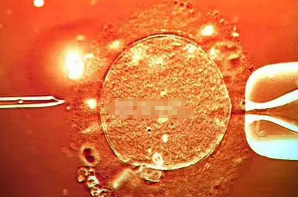 个体的差异性会影响胚胎的选择