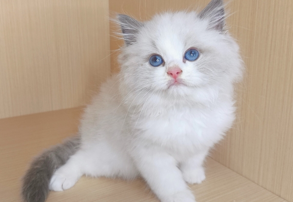 备孕期间宠物猫要检查什么，必须完成猫癣等疾病排查工作