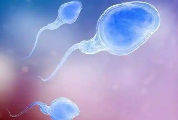 备孕提高精子活力的药，锌、硒等微量元素的补充很重要