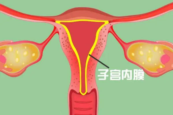 子宫是女性孕育新生命的重要场地