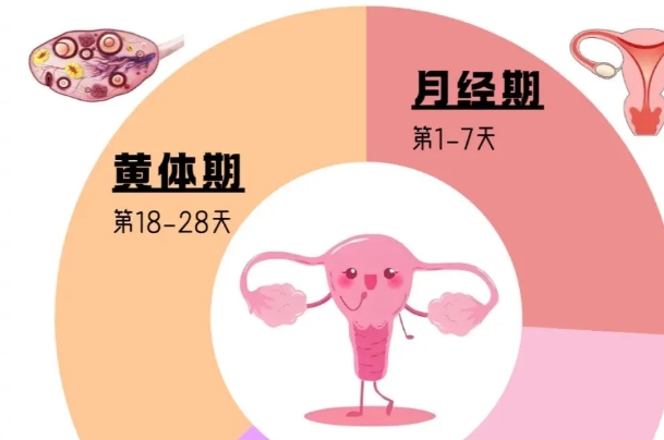 黄体出现仍有受孕的可能