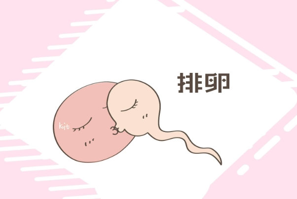 排卵是一个复杂的生理过程