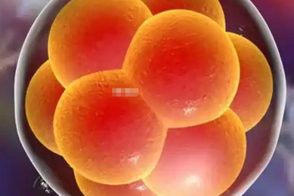 5天囊胚移植预产期计算器，数据告诉你如何精准推算宝宝生日