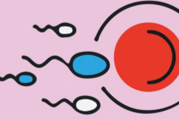 受精卵形成胚胎受培养环境影响