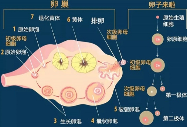 监测设备分辨率会影响测卵泡大小