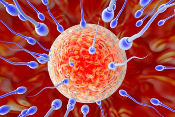 使用精子库服务要支付2000元