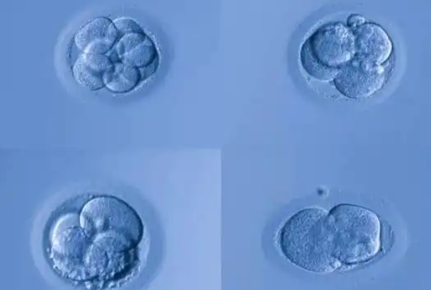 通过试管婴儿技术培养5天的3bb等级的囊胚是几级胚胎?
