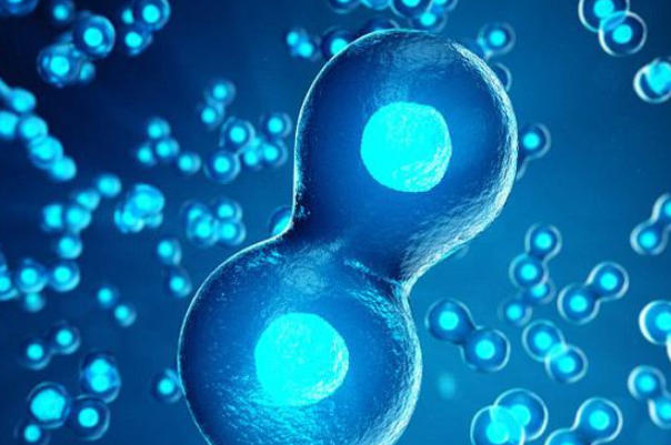 胚胎质量会影响试管的成功率