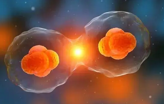 3天的7细胞鲜胚质量达到什么等级可以移植成功？
