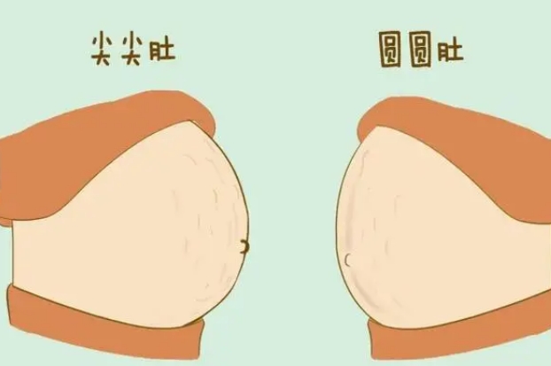 通过腹部的形状可以判断是男是女