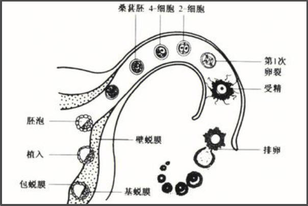试管移植后胚胎去哪儿了？一张图带你看懂生命种子的游走旅程