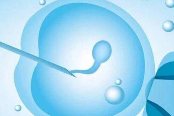 拮抗剂方案移植鲜胚成功率为40%