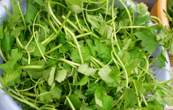 怀孕初期的孕妇不能吃的三种野菜有哪些呢？