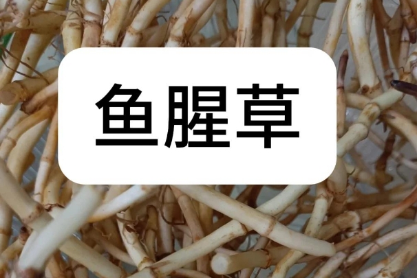 备孕期间准妈妈们可以每天喝一杯鱼腥草水帮助受孕吗?