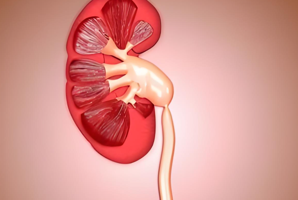 孕30周胎儿双肾盂分离90%是怀男宝还是怀女宝的表现？