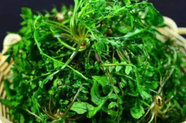 荠菜是野菜中的精品