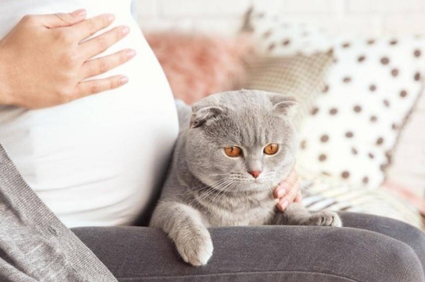 备孕养猫注意事项，弓形虫检测是很有必要的