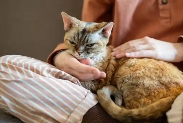备孕期间家里能长时间的养一些猫吗？