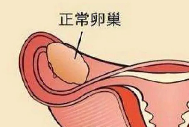 amh可以查看卵泡情况