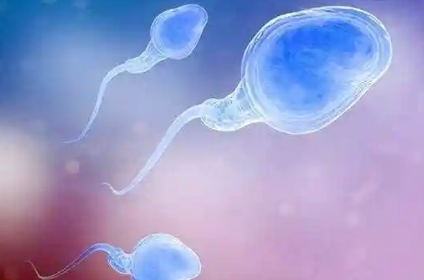 网传不孕吐的人说明男方精子质量好是真的吗？